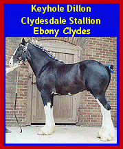 Click here to visit Ebony Clydesdales!