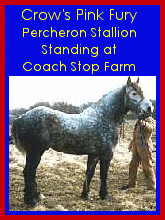 Click here to visit Coach Stop Farm!