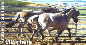 Click here to visit Knutsen Fjord Farm!