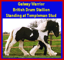 Click here to visit Templeman Stud!