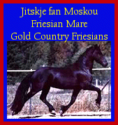 Click here to visit Gold Country Friesians!