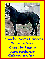 Click here for Panache Acres!