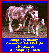 Click here to visit RedSpring Ranch!