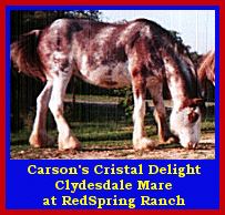 Click here to visit RedSpring Ranch!