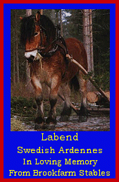 Click here to visit Brookfarm Stables!