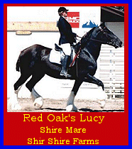 Click here to visit Shir Shire Farms!