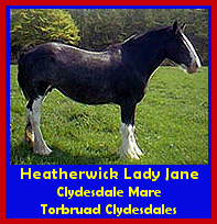 Click here to visit Torbruad Clydesdales!