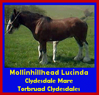 Click here to visit Torbruad Clydesdales!