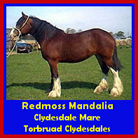 Click here to visit Torbruad Clydesdales!