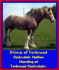 Click here to visit Torbruad Clydesdales!