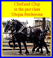 Click here to visit Utopia Percherons!