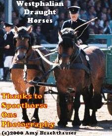 Click here to visit Sporthorse One Photography!