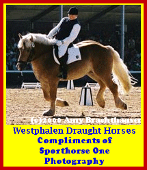 Click here to visit Sporthorse One Photography!