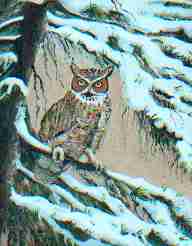 Winter Owl