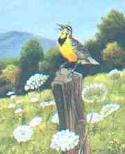 Meadowlark