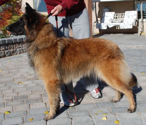 Ch Vive Bergerac de hu