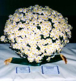 Large Charm Chrysanthemum