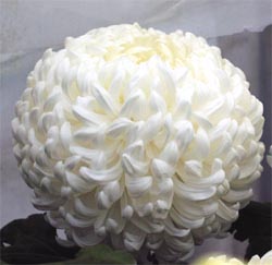 Cultivar George Harrington