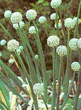 perennial flower seeds