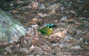 Blue Crowned Motmot
