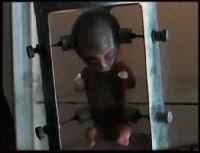 a4flask.jpg (2996 bytes)