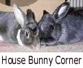 House Bunny Corner