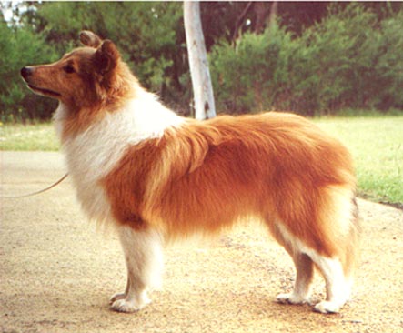 Sunland Saving Grace