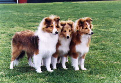 King, Monet and Rune