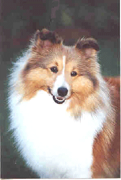 Ch Sunland Spice Girl