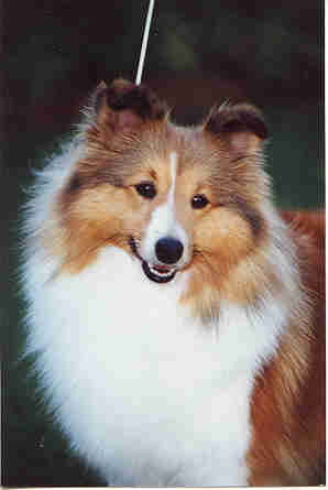 Ch Sunland Spice Girl