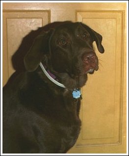 Brownie2.jpg (16428 bytes)