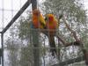 Sun Conures