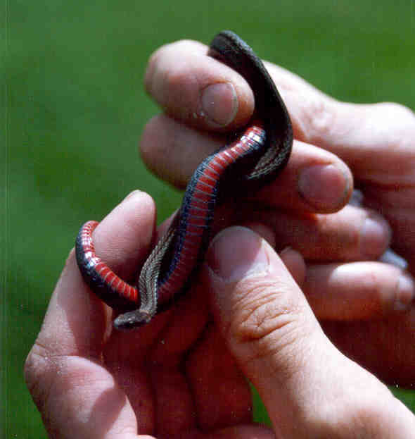 Ехидны змеи. Ехидна змея. Фотографию змеи ехидны. Ехидна змея фото. Чёрная змея или чёрная ехидна.