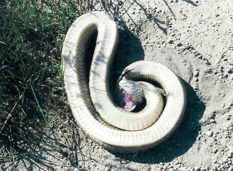 Playing dead : r/hognosesnakes