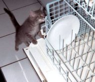 Los platos están limpios o sucios?