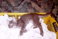 Nada como ropa limpia para una siestecita!