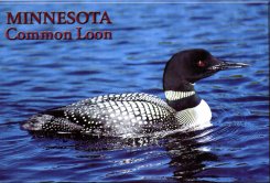 Minnesota Common Loon