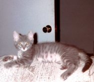 Bueno, aquí estoy más cerca del celular y por si me llaman a comer, no?