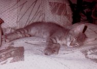 Una siestecita no cae mal...