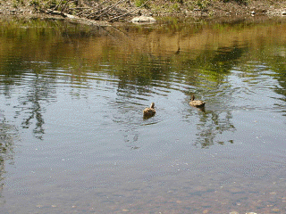 ducks2