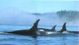 Whales.jpg (1983 bytes)