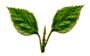 /ak/RAJEEVAR/images/leafanimator.gif (21396 bytes)