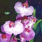 Vanda Miss Joaquim