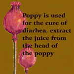 Poppy