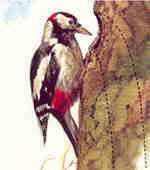 The Woodpecker