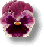 pansy