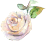 rose button