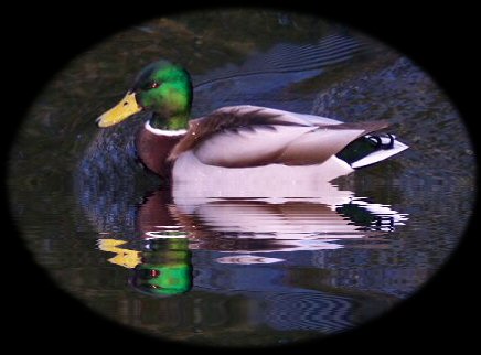 Alternate image for a header