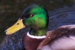 Mallard in Lake Applet