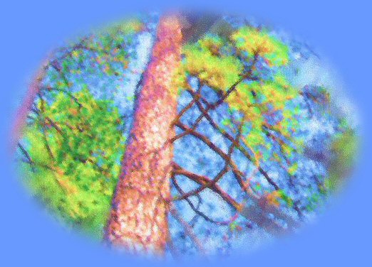 Ponderosa Pine Header